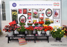 The FleuroStar nominees.